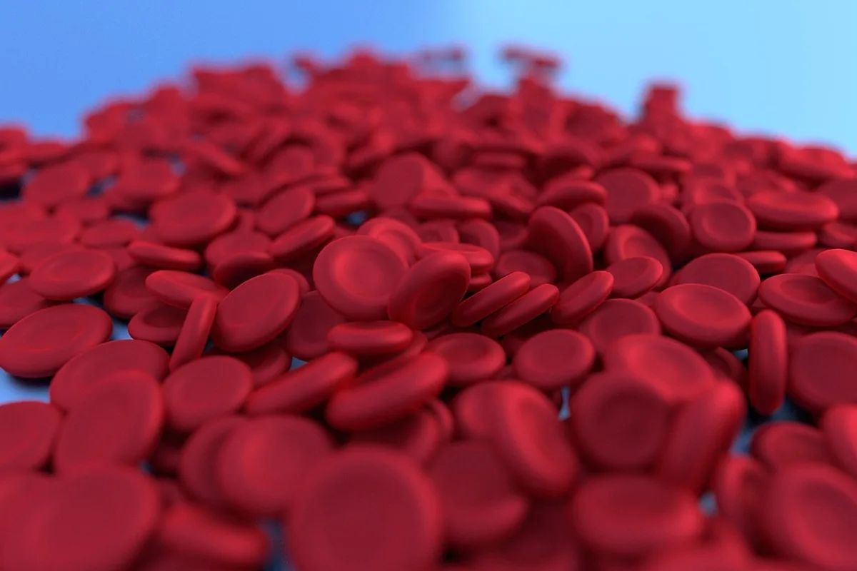 Red blood cells circulating inside a blood vessel, illustrating the oxygen transport ensured by iron-rich haemoglobin