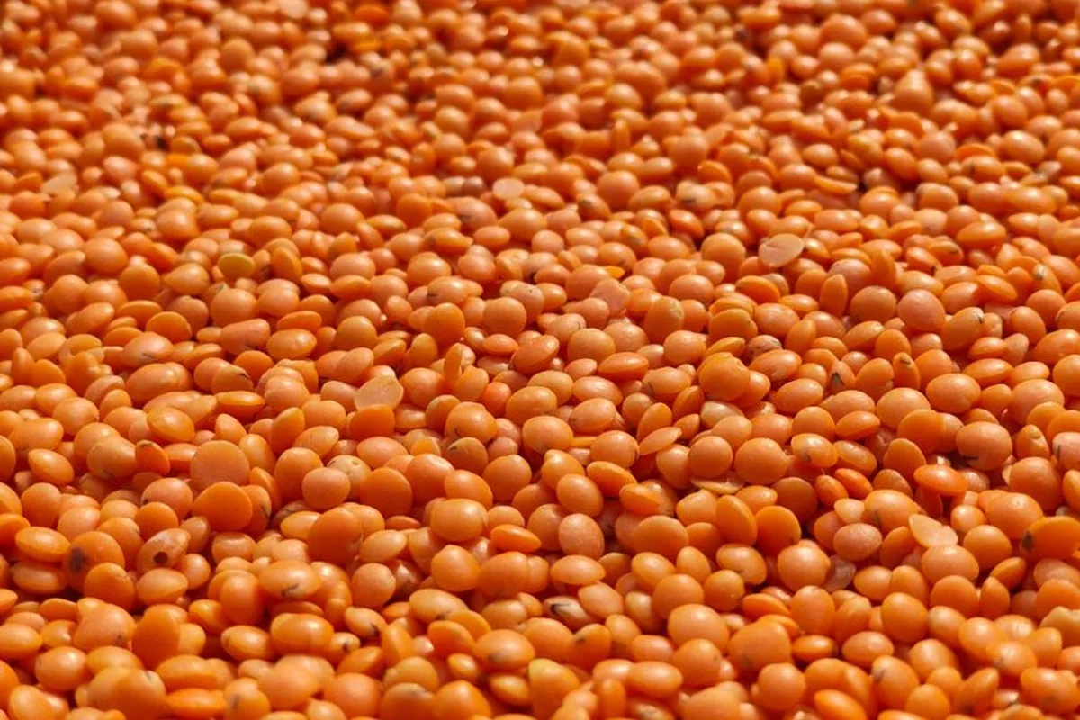 Close-up of red lentils, a legume naturally rich in plant-source iron to support energy