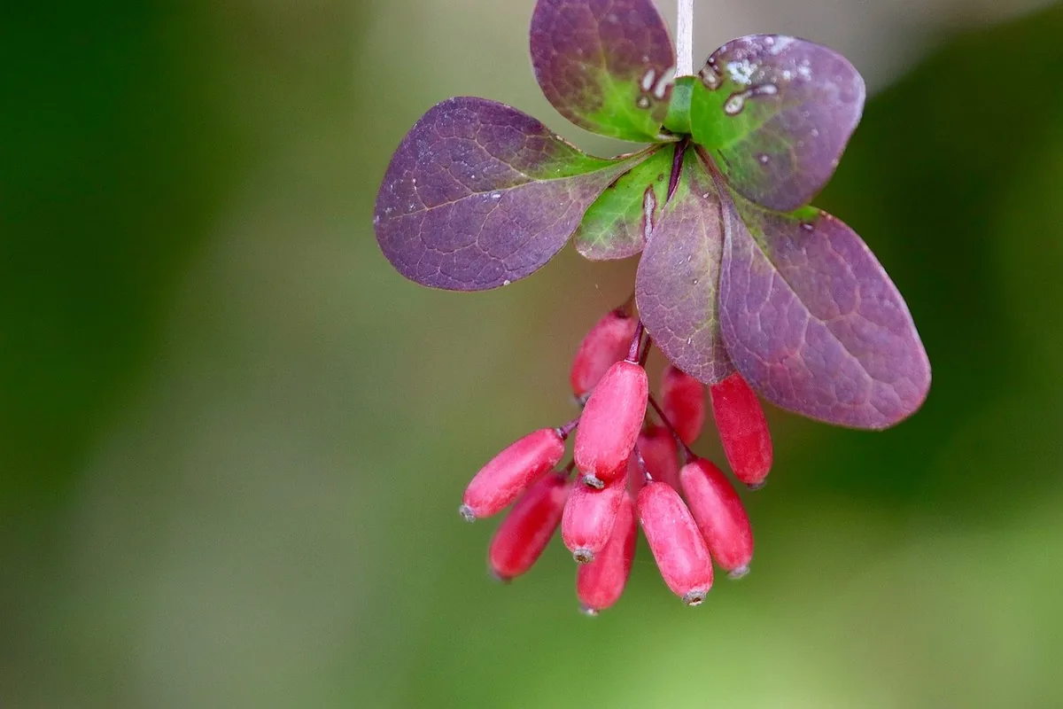 Berbérine au Maroc : glycémie & cure | Alphavital 14 Baies rouges d'épine-vinette (Berberis), la plante qui donne son nom et son alcaloïde à la berbérine