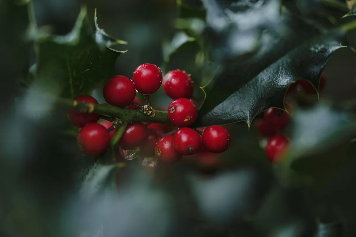 Berbérine au Maroc : glycémie & cure | Alphavital 15 Branche épineuse de Berberis, l'arbuste dont est extraite la berbérine, en milieu naturel