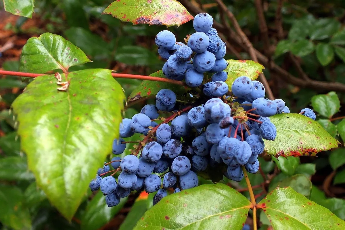 Berbérine au Maroc : glycémie & cure | Alphavital 24 Poignée de baies rouges mûres d'épine-vinette (Berberis), source naturelle de berbérine riche en antioxydants