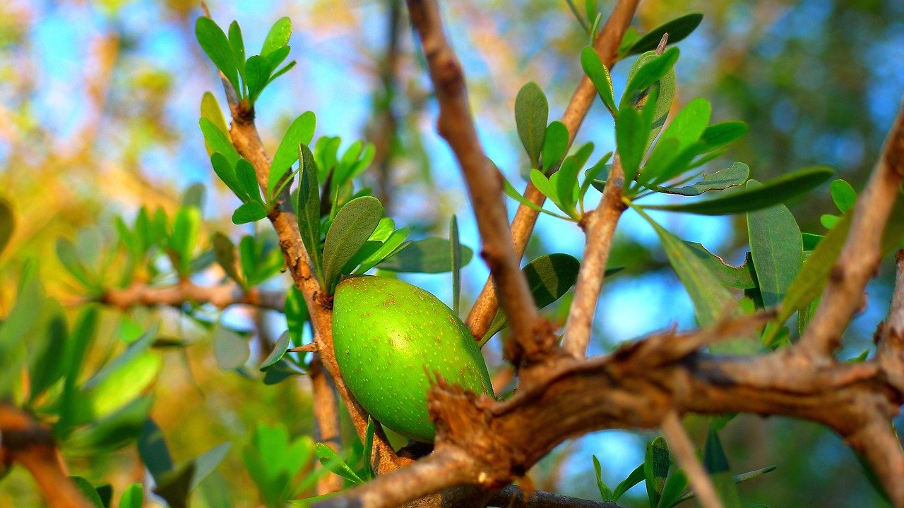 Huile d'argan et nature — beauté peau et cheveux
