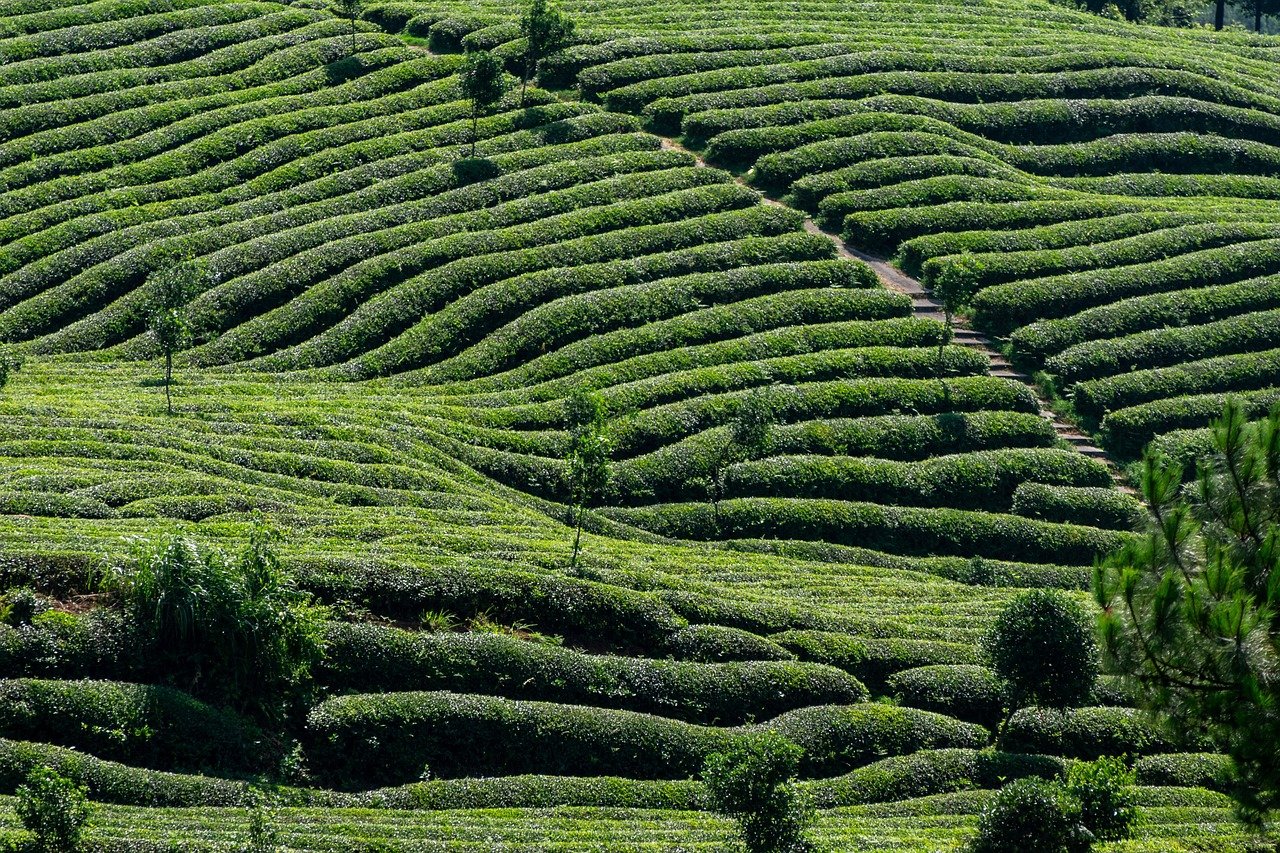 Thé vert et plantes naturelles pour la gestion du poids