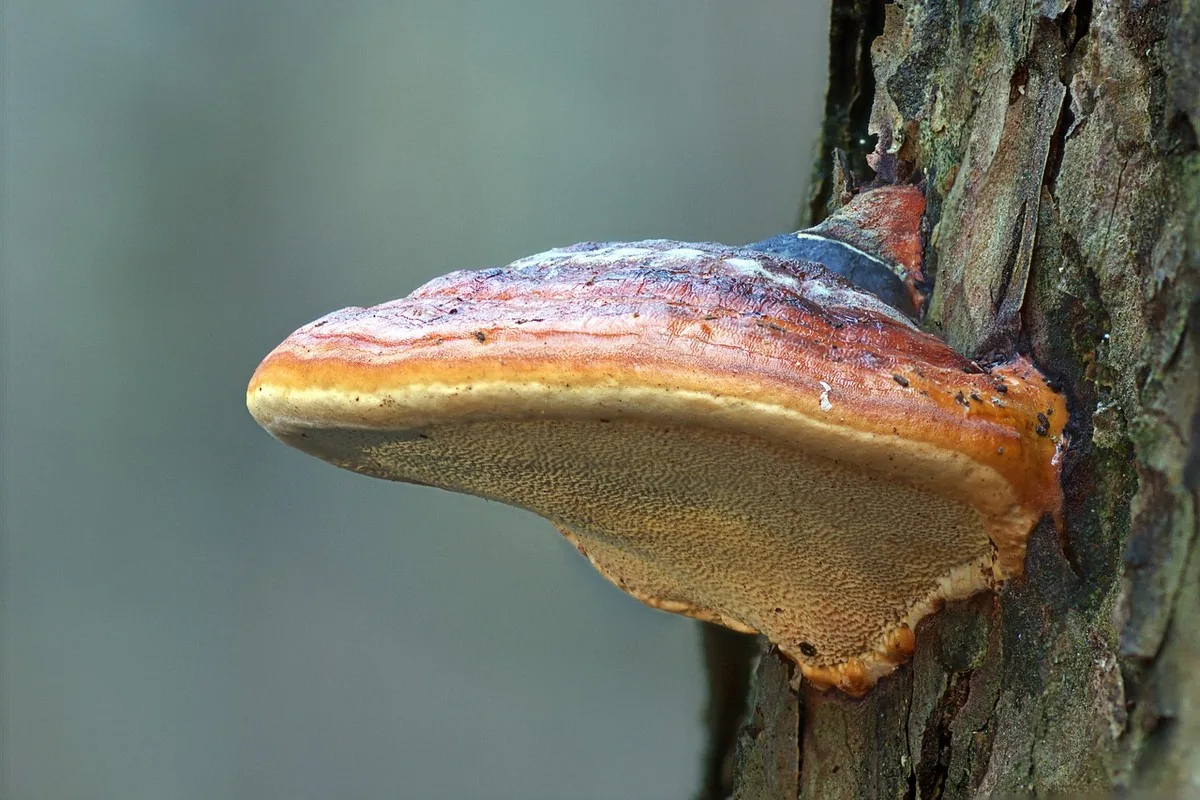 Crinière de lion au Maroc : mémoire & concentration 15 Champignon poussant sur la mousse d'un sous-bois de forêt tempérée, illustrant l'habitat naturel des champignons fonctionnels