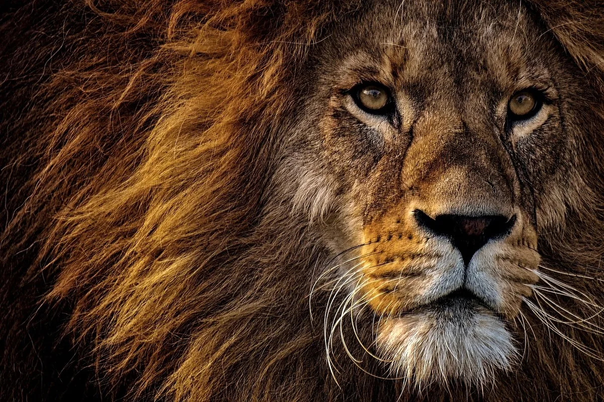 Crinière de lion au Maroc : mémoire & concentration 18 Jeune étudiant concentré sur un livre, illustrant la concentration et l'attention que la crinière de lion est étudiée pour soutenir