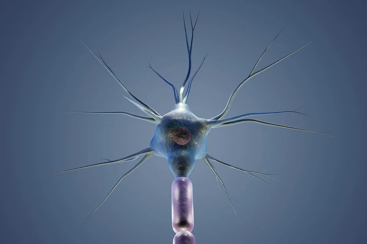 Crinière de lion au Maroc : mémoire & concentration 21 Neurone isolé avec ses dendrites en gros plan, illustration scientifique des cellules nerveuses