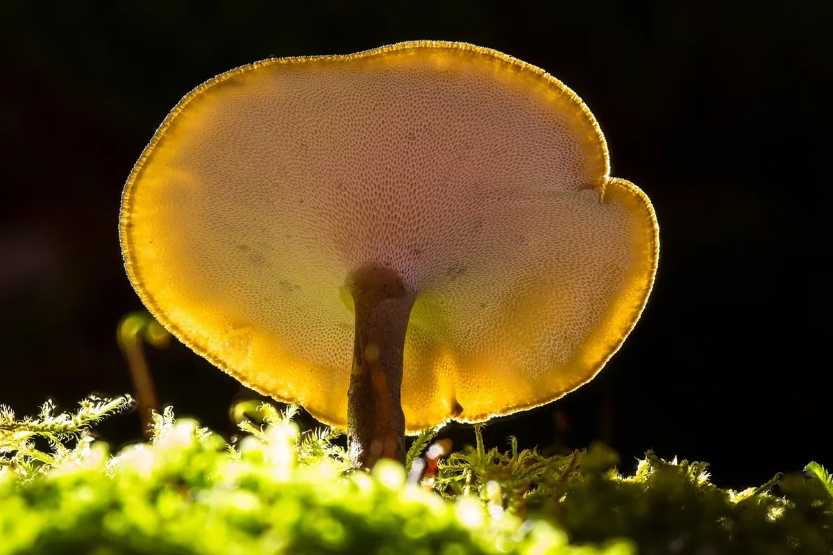 Crinière de lion au Maroc : mémoire & concentration 22 Champignon de forêt sur la mousse, évoquant l'origine naturelle des champignons fonctionnels comme la crinière de lion