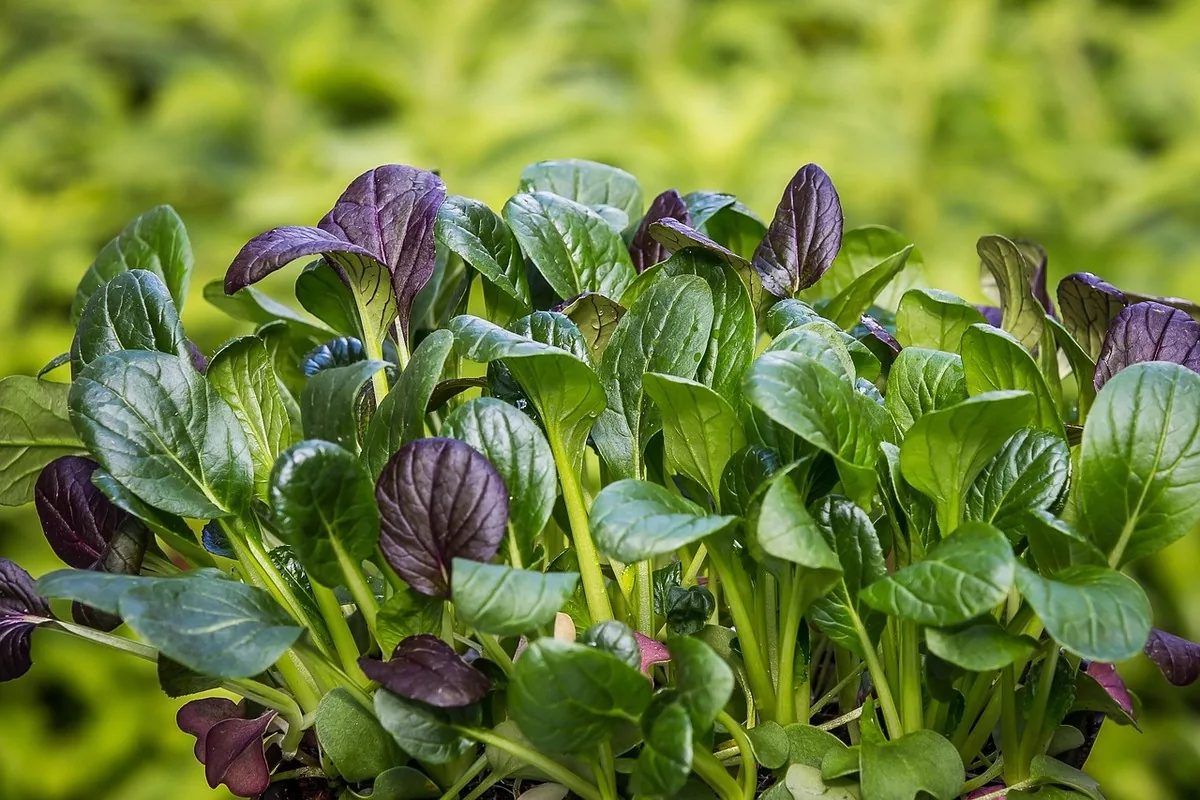 Détox foie au Maroc : soutien hépatique naturel | Alphavital 13 Assortiment de légumes verts et amers, brocoli, épinards et roquette, aliments favorables au foie