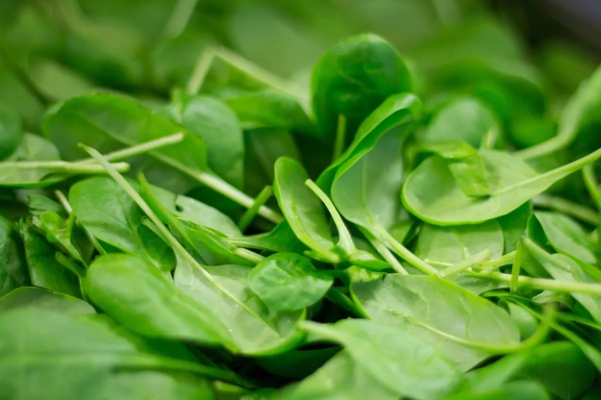 Digestion & immunité au Maroc : le guide | Alphavital 22 Bocaux de légumes lacto-fermentés colorés, sources naturelles de ferments vivants pour le microbiote intestinal