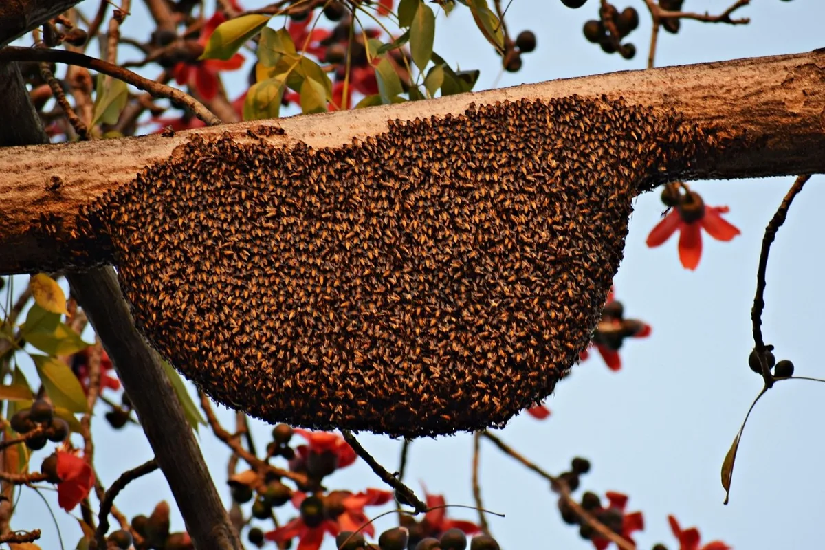 Digestion & immunité au Maroc : le guide | Alphavital 24 Propolis brute et miel dans des pots, produits de la ruche traditionnellement associés au soutien de l'immunité