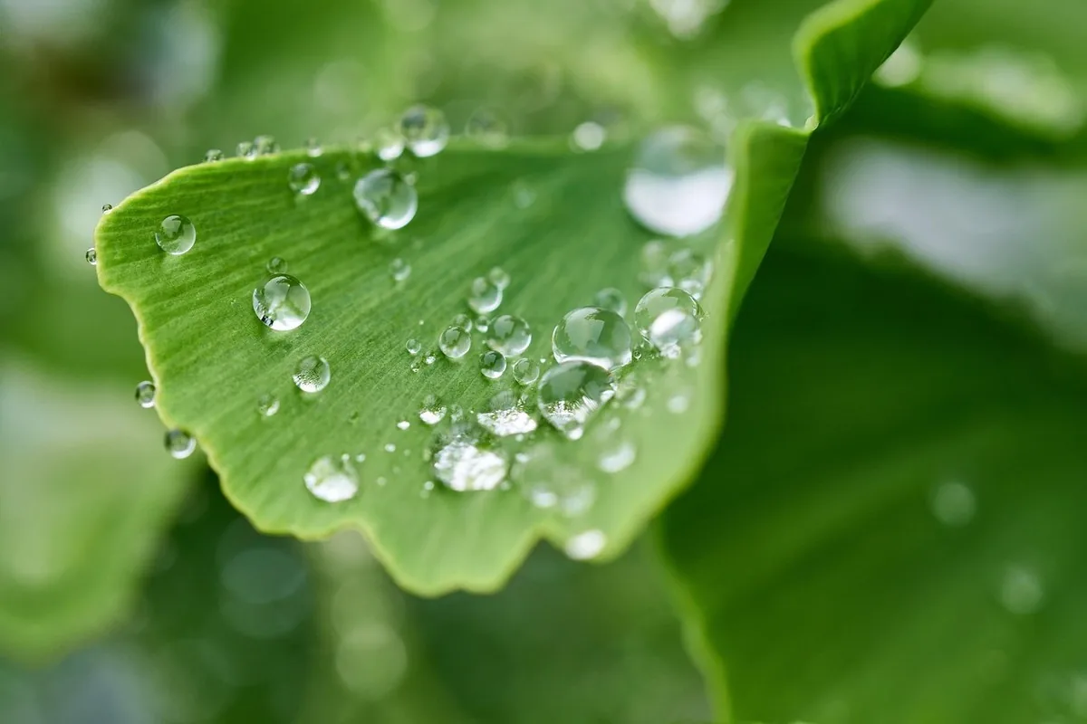 Ginkgo biloba au Maroc : mémoire, circulation & science 13 Feuilles de Ginkgo biloba séchées étalées, matière première de l'extrait une fois récoltée et préparée