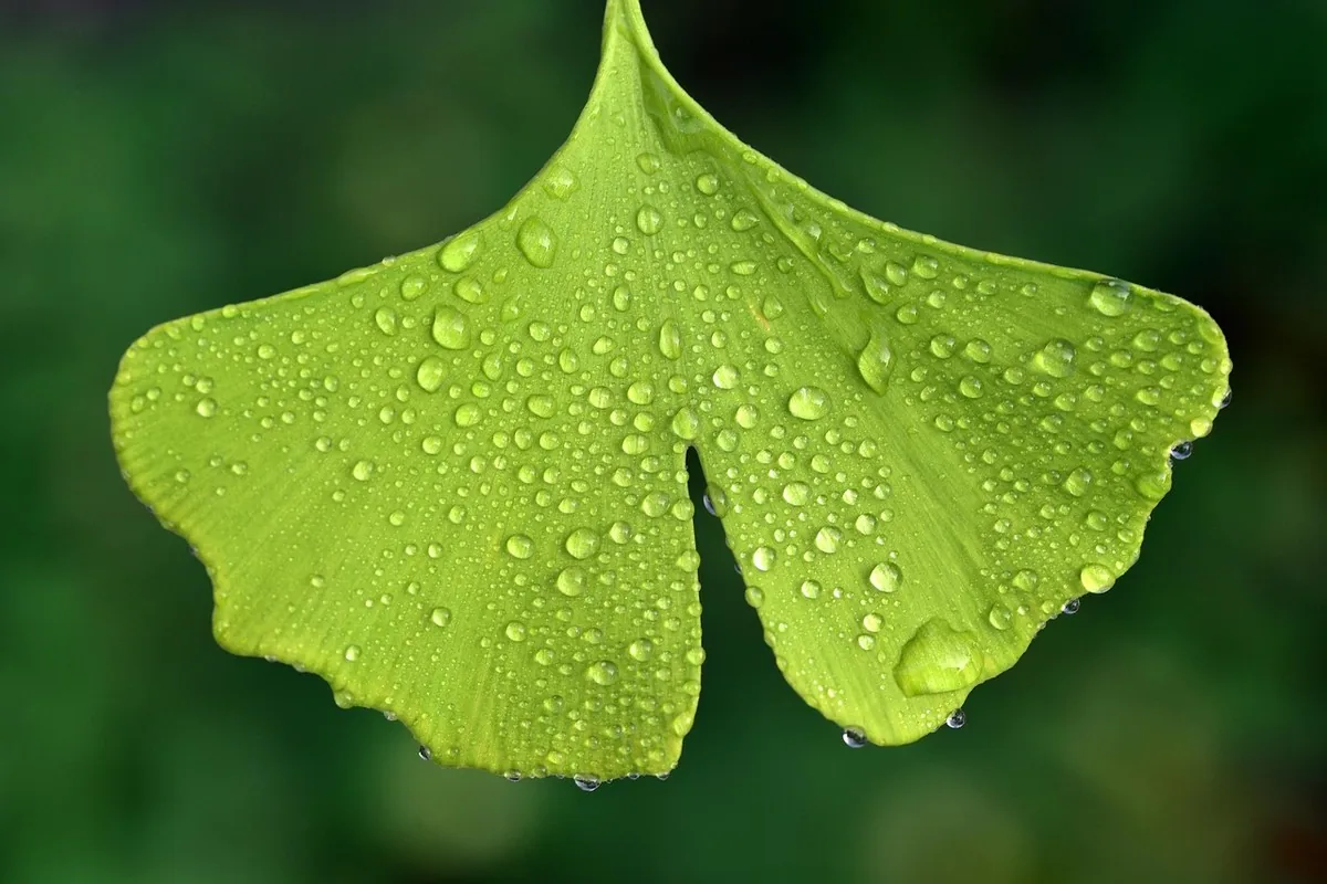 Ginkgo biloba au Maroc : mémoire, circulation & science 15 Verrerie de laboratoire et microscope, illustrant la recherche clinique menée sur l'extrait de Ginkgo biloba