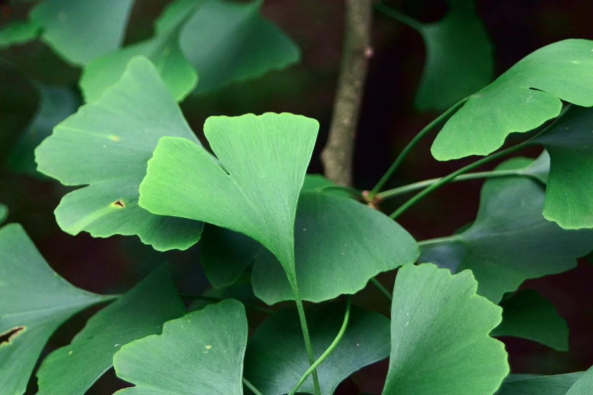 Ginkgo biloba au Maroc : mémoire, circulation & science 16 Allée d'arbres Ginkgo biloba aux feuilles dorées en automne, évoquant la longévité et la vitalité de l'arbre