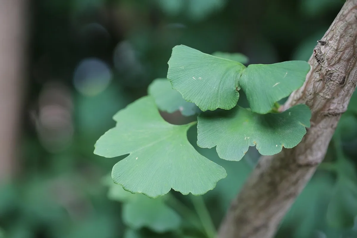 Ginkgo biloba au Maroc : mémoire, circulation & science 20 Feuilles de Ginkgo biloba dorées au sol en automne, symbolisant la longévité de l'arbre et le cycle des saisons