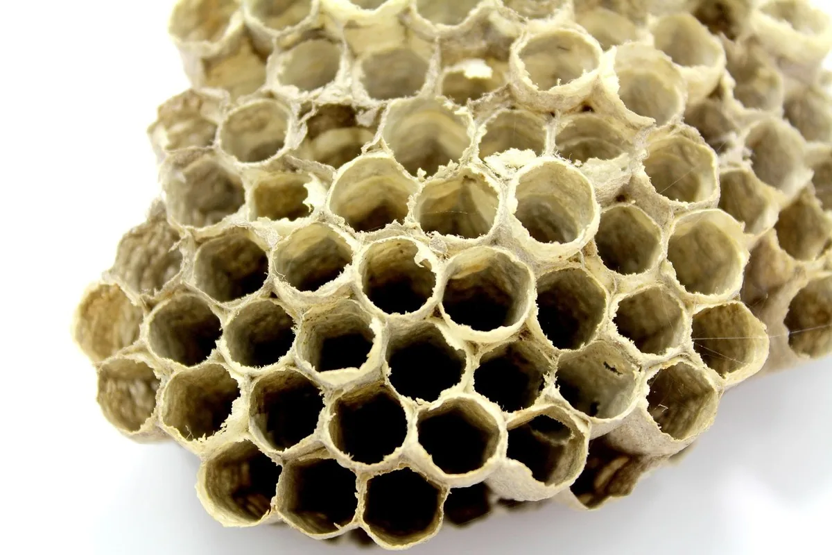 Propolis brute, feuilles de moringa et gélules de probiotiques disposées sur une surface en bois clair