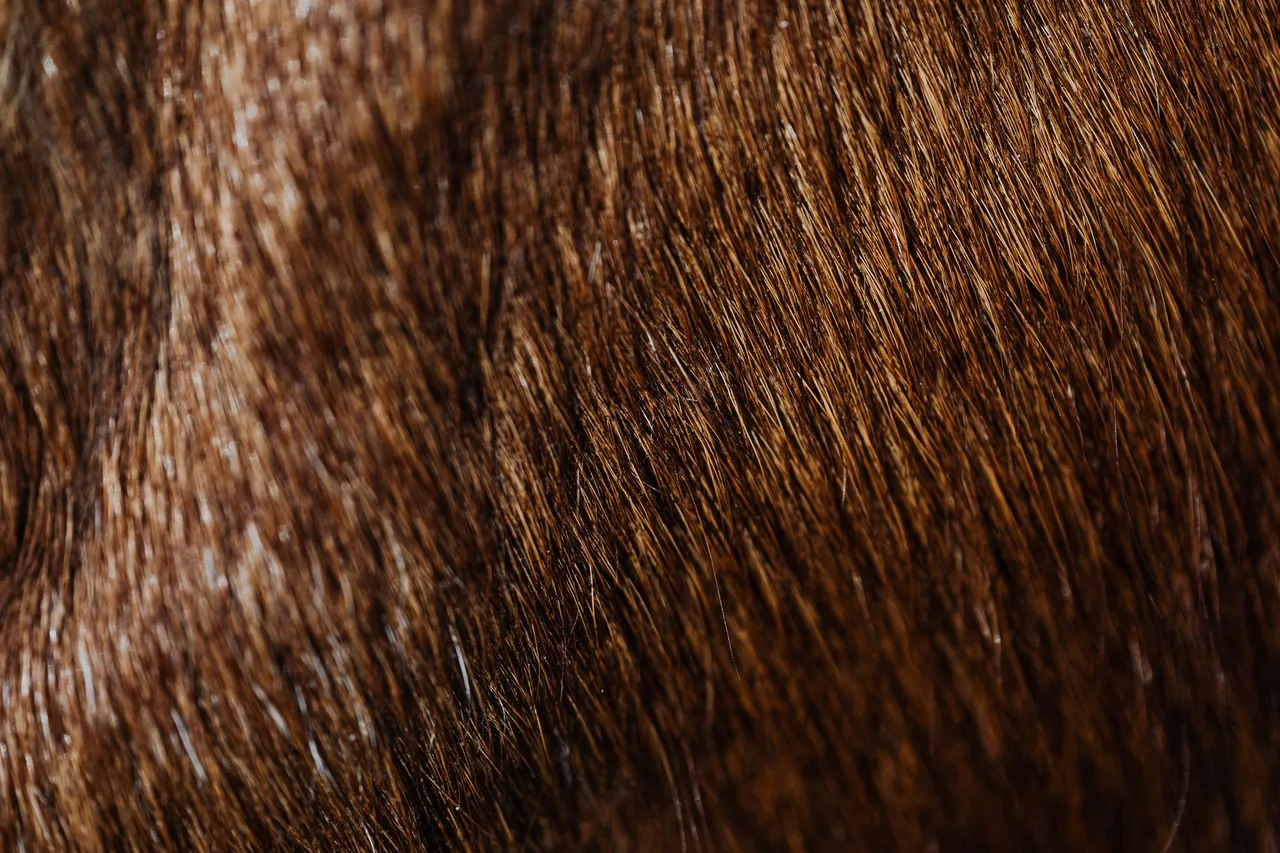 Levure de bière, sélénium & zinc : cheveux, ongles, peau — le décryptage 5 Gros plan sur une chevelure brillante et saine – cheveux soutenus par le sélénium et le zinc