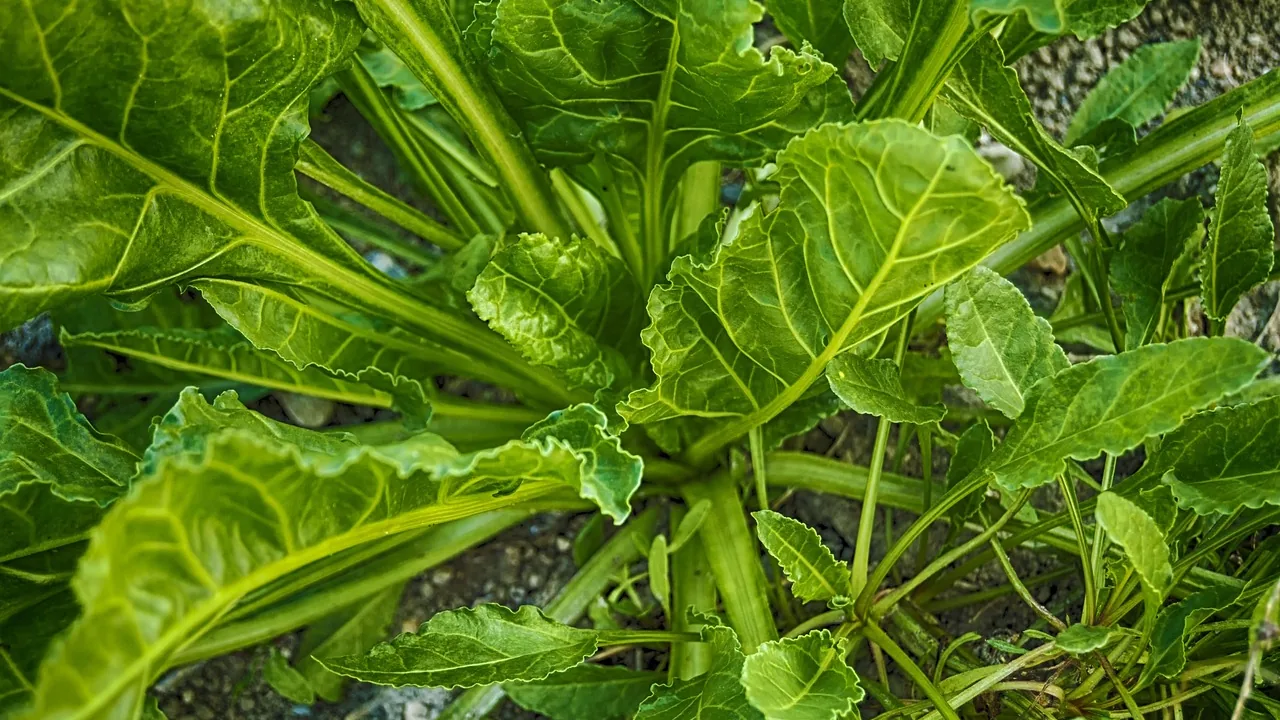 Magnésium glycinate au Maroc : sommeil, nerfs & sérénité — le décryptage 3 Aliments riches en magnésium, légumes verts, fruits secs et graines disposés sur une table