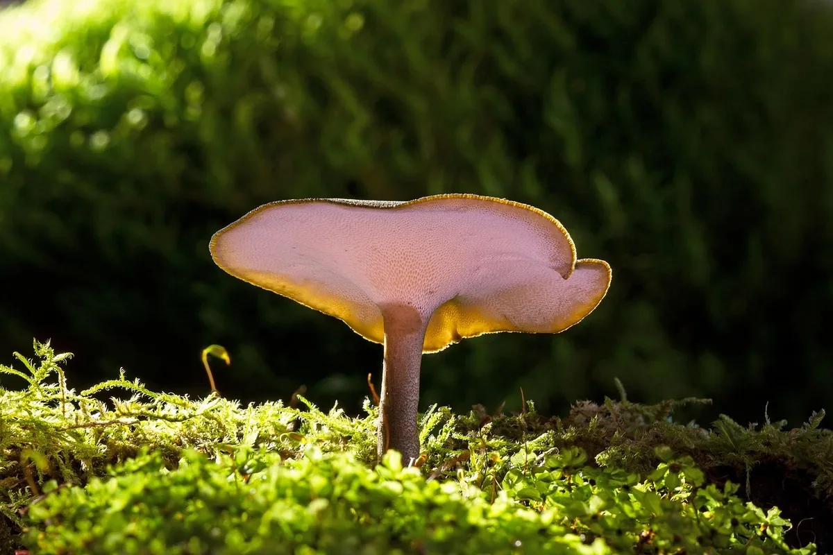 Reishi mushroom Ganoderma lucidum with its lacquered reddish-brown surface growing on a forest trunk