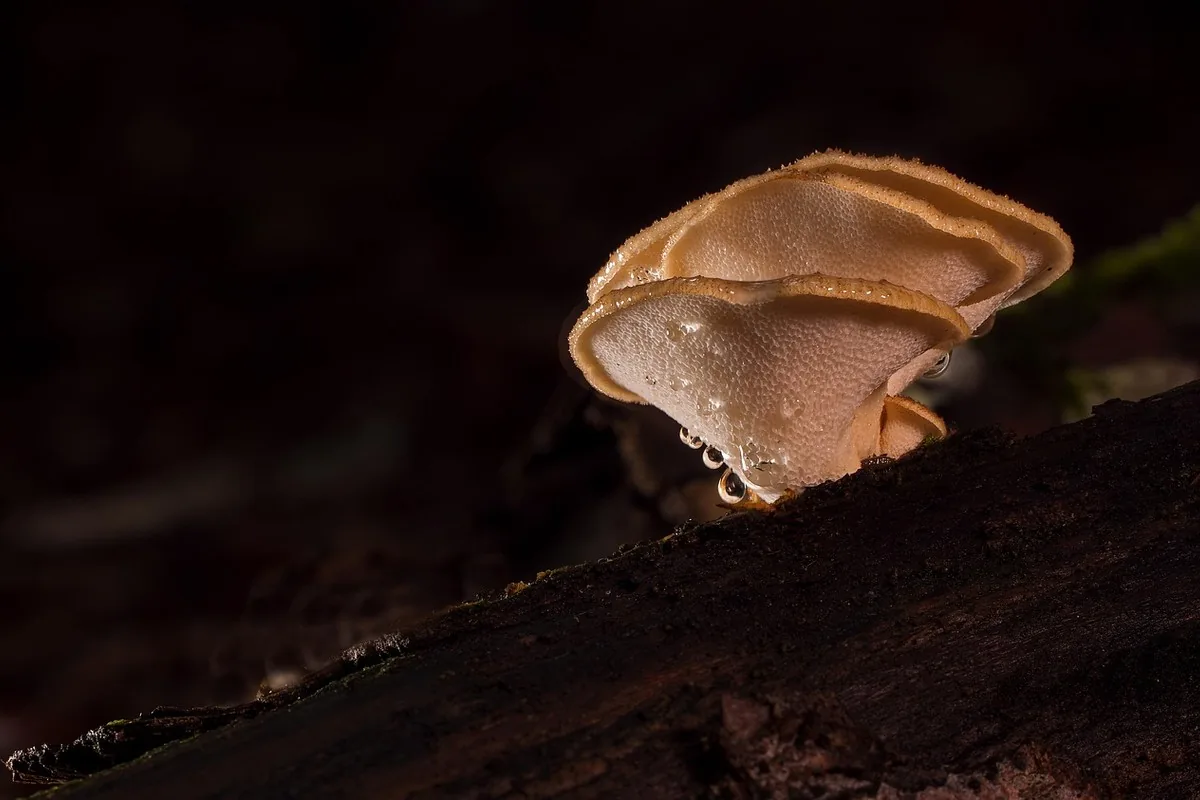 Humid forest understorey where functional mushrooms like reishi thrive on dead hardwood trees