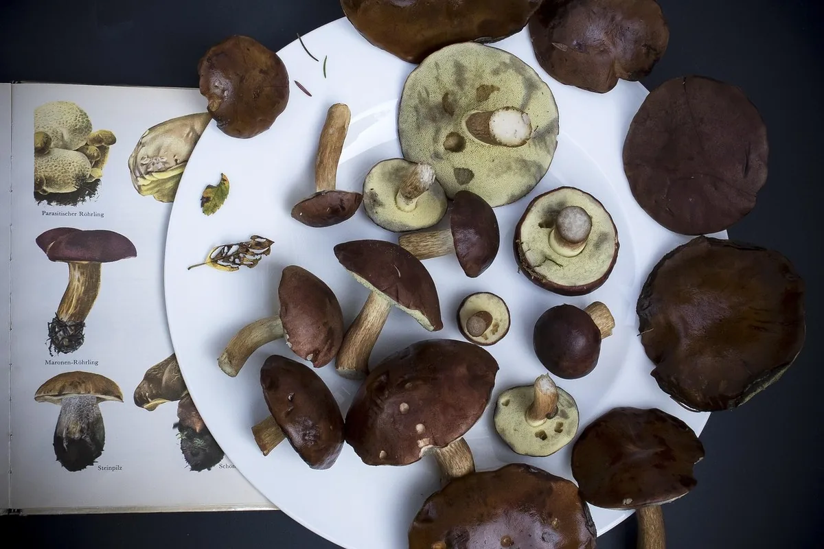 Samples of reishi mushroom powder being analysed in a laboratory, illustrating scientific research