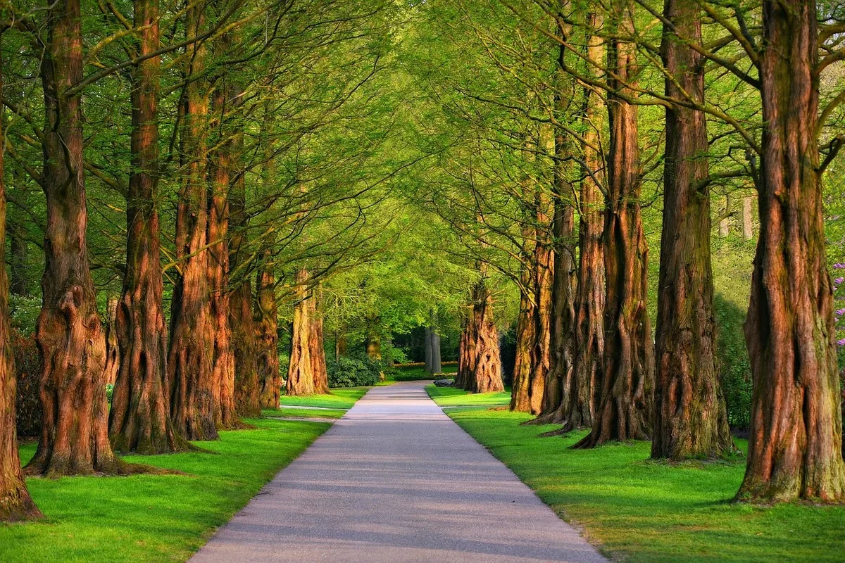 Natural Appetite Control & Sustainable Weight Loss in Morocco — SlimPlus & Moringa 13 A person walking outdoors on a trail, illustrating the regular physical activity that preserves muscle mass and prevents the yo-yo effect