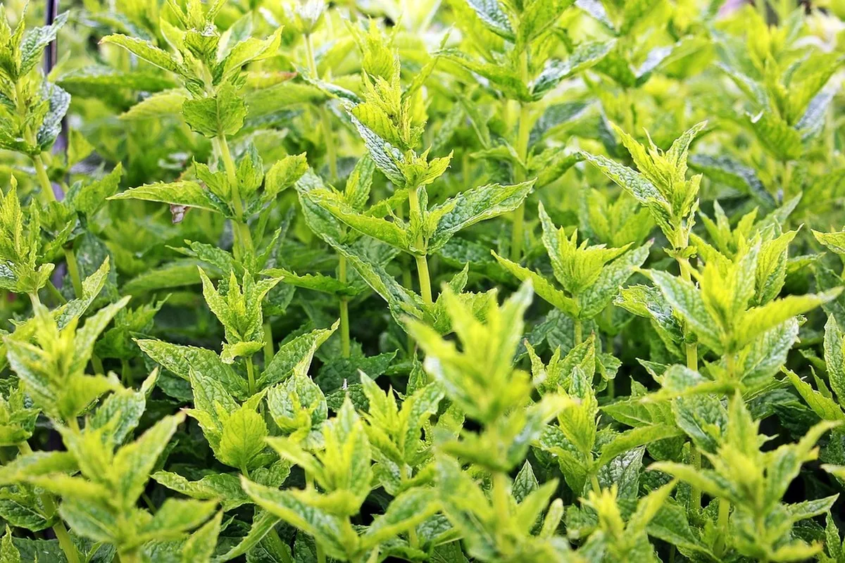 Alternative au sucre naturelle : stévia au Maroc 8 Verre de thé à la menthe marocain posé près d'une coupelle de sucre blanc et de feuilles de stévia, illustrant l'alternative au sucre