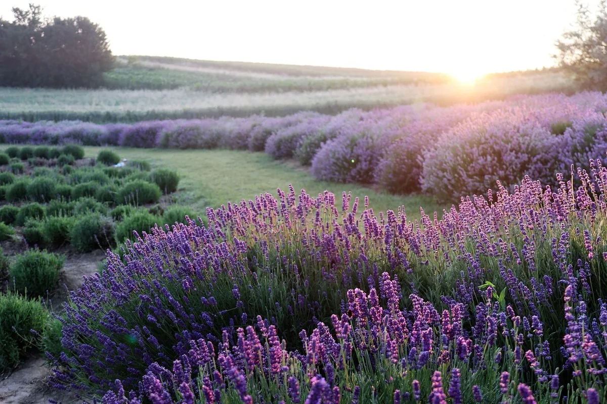 Champ de lavande en fleurs au coucher du soleil, plante emblématique de la détente et de l'apaisement