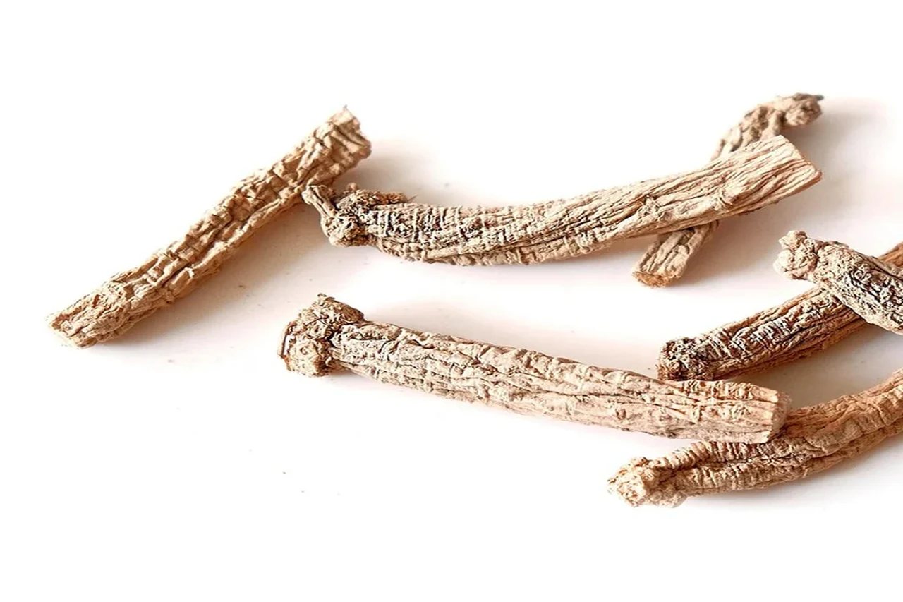 Tongkat Ali au Maroc : énergie, vitalité et ce que dit la science 2 Racines de Tongkat Ali (Eurycoma longifolia) — détail de la texture du bois