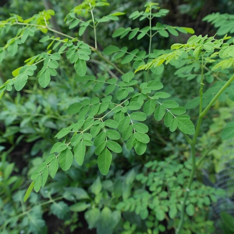Moringa in Morocco: Complete Guide 2026 – Benefits, Dosage and Price