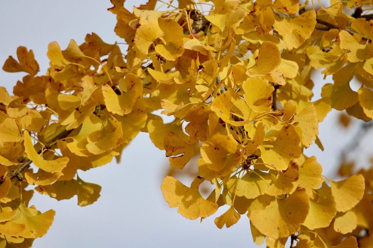 Ginkgo Biloba for Memory & Circulation 84 av img av img 7182 9191554