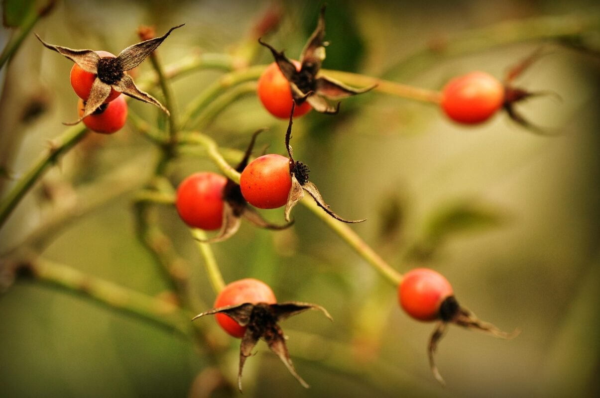 Vitamin C for Immunity, Collagen & Fatigue 1 av img av img 7224 4056092