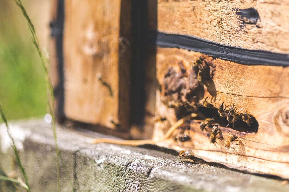 Propolis & Royal Jelly: Supporting Immunity in Morocco's Winter 40 av retry 7202