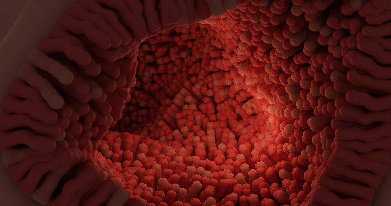 Probiotiques & microbiote au Maroc | Alphavital 18 imgmidi intestinal villi g6117551e1 1280