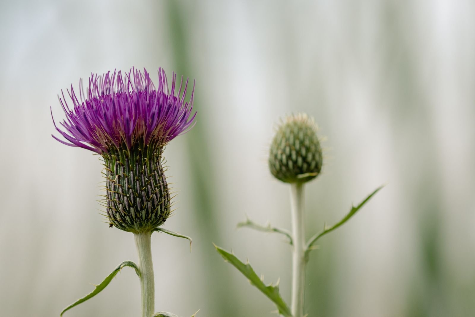 Fleur violette de chardon marie (Silybum marianum), source de silymarine