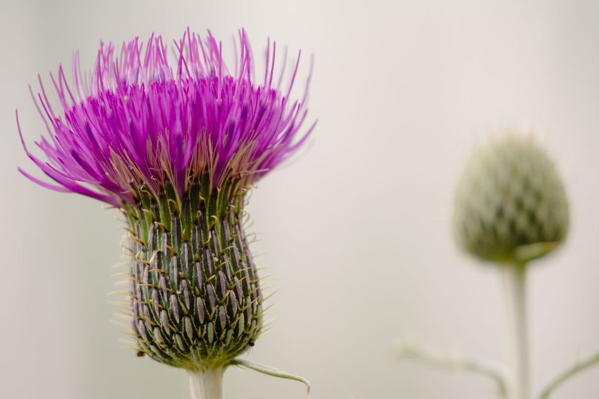 Chardon marie, plante sauvage méditerranéenne à la fleur violette